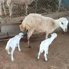 رخيل