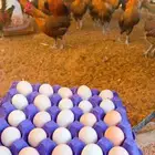 بيض دجاج فيومي