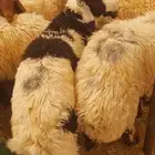 ذبايح جبر وهرفي تقييم 100 زبون