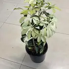 اشجار وشجيرات و شتلات بأسعار الجمله
