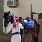 حصان مهجن