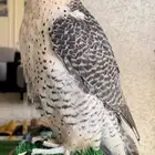 صقر