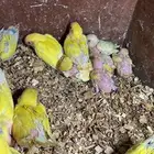 فروخ روز وكم حبه كروان