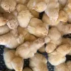 دجاج اوربنقتون الانجليزي