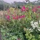 أنواع شتلات مختلفة بسعر الجملة