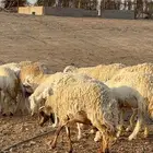 رخال حرش بفحلها طيبه