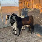 للبيع تيس وعناق