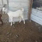 لأهل التطوير جفرة بيشية على كشميري