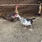 بط مصري