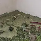 أرانب للبيع