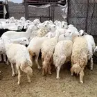 رخال دفيع مقربات مراح واحد ونظافه شرط بفحولها 2
