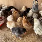 بصابيص للبيع