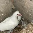 زغاليل فرنسي