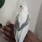 كروان