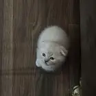 قطط من عمر شهرين للبيع