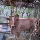 ثور بلدي فحل مشروط