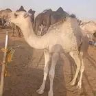قعود حوار للبيع