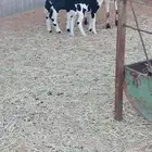 تم البيع