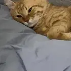 بس للتبني العاجل