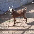 عنز مشروكه