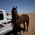 حصان عربي واهو ورق