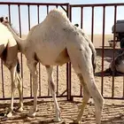 قعدان