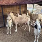 معزا بيشيه