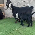 عنزين عوارض