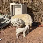 للبييع شياه