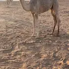 قعود رماني