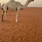 للبيع الضروبه الوضحا