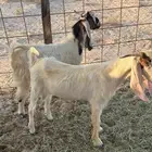 تيوس للبيع