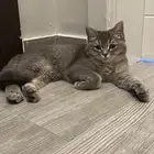 تبني  قطه انثى