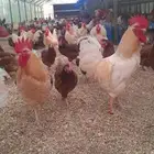 دجاج لوهمان براون بياض