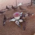 حمام مصري
