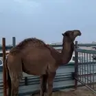 للبيع الحاشي