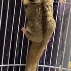 انثى سنجاب طائر امها البينو