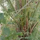 نخل البيع طلع مكه سعر مناسب ونواع عل طلب زبون نخل مثمر