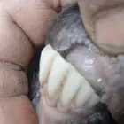 عنز دافع