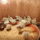 صيصان فيومي