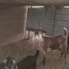 تيس للبيع