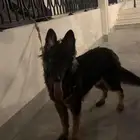 جيرمن لونج هير