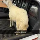 خروف شحم ولحم