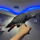 ببغاء كاسكو