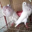 زوج نفاخ نرويجي