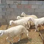 خرفان حريات(تم البيع)