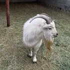 للبيع تيس قزم