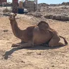 قعود مكسوره يدها
