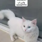 قطة ضائعة حي النقيب