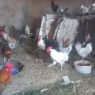 دجاج بلدي وفيومي